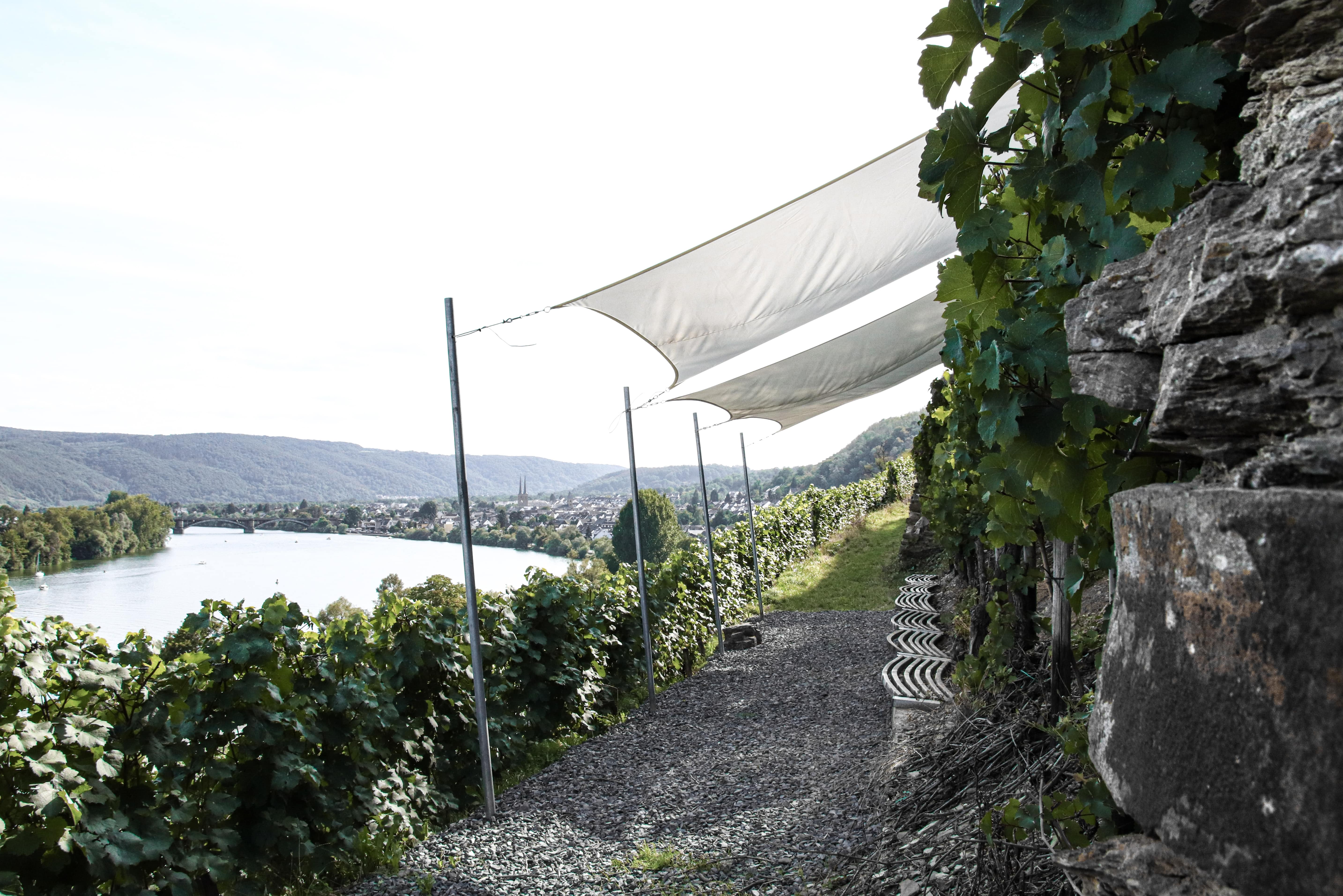 Blick auf Segel, Bänke, Weinreben und die Mosel im Koblenzer Marienberg im Weingut Schwaab. 